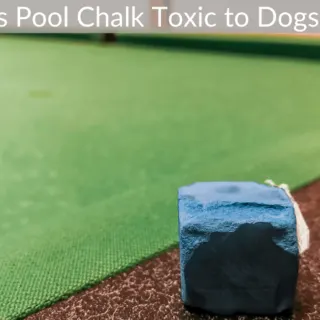 Is Pool Chalk Toxic to Dogs?